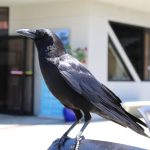 Burung Gagak Pertanda Apa: Mitos, Fakta Ilmiah, dan Makna Spiritual