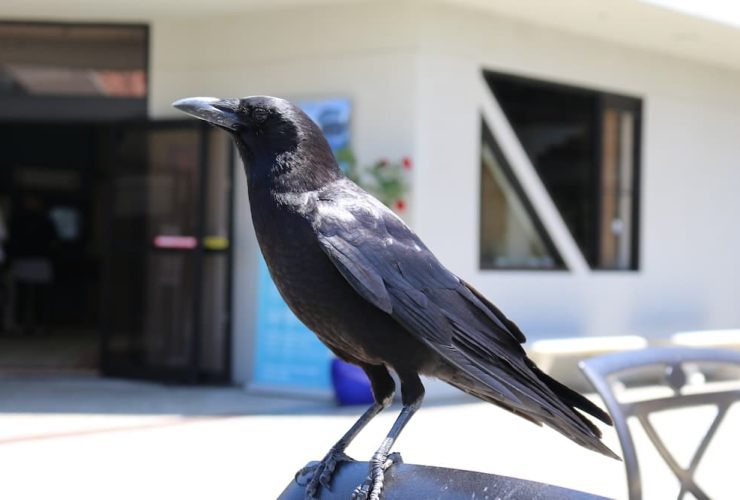 Burung Gagak Pertanda Apa: Mitos, Fakta Ilmiah, dan Makna Spiritual