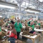 BLT DBHCHT 2025: 7.566 Buruh Rokok di Bondowoso Dapat Bantuan Rp600 Ribu